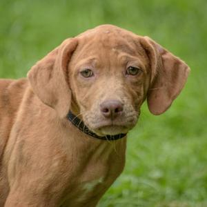 A brown dog with floppy ears and a black collar standing in a grassy field.