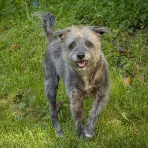 Benji, Wheaten Terrier, young, available for adoption