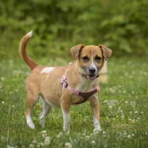 A brown and white dog with a pink harness standing in a grassy field with small white flowers.
