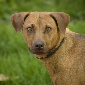 A medium-sized brown dog with floppy ears and a black collar, looking towards the camera with a green grassy background.