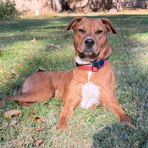A brown dog with a white chest and a red collar lying on the grass.