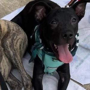 Beau, Hound / Black Labrador Retriever, puppy, available for adoption