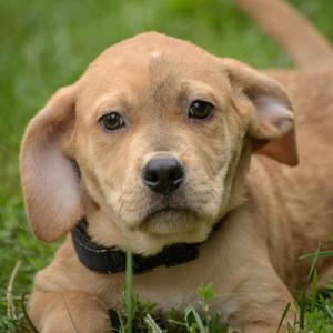 a brown puppy lying on grass
