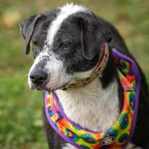 Anjelica, Hound, adult, available for adoption