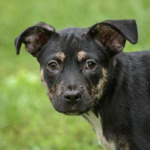 Benita, Hound, puppy, available for adoption