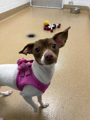 Dove, Rat Terrier / Mixed Breed, puppy, available for adoption