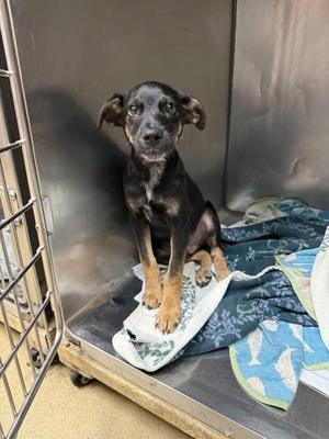 Bear, German Shepherd Dog / Pointer, young, available for adoption