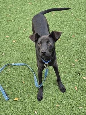 A black dog standing on green grass, wearing a blue collar and leash.