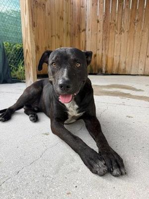 Bruno, American Staffordshire Terrier / Mixed Breed, adult, available for adoption