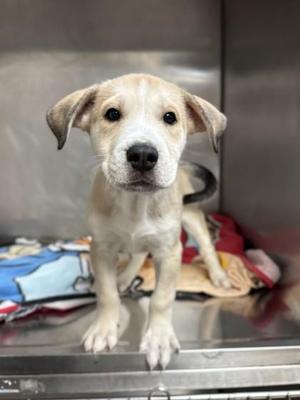 Graham, Siberian Husky / Terrier, young, available for adoption