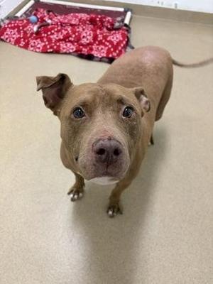A brown dog with blue eyes standing on a beige floor, looking up at the camera. The dog has a white patch on its chest and is in front of a red blanket with white patterns.