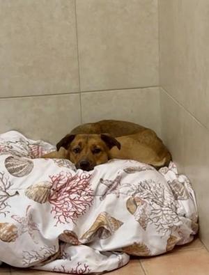 A brown dog lying on a blanket with a shell pattern
