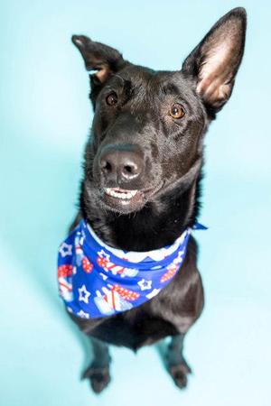 A black dog wearing a blue bandana with red and white patterns, looking up at the camera against a light blue background.