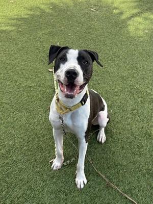 A black and white dog sitting on green grass, wearing a yellow collar and looking up with its mouth open.