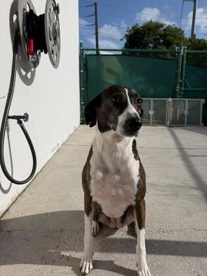 Doris, Greyhound / Australian Shepherd, adult, available for adoption
