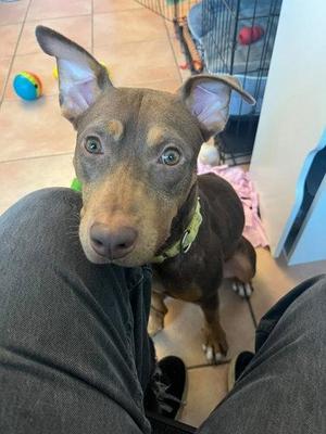 Pickles, Mixed Breed, young, available for adoption