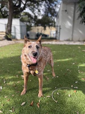 Honey, Fox Terrier / Mixed Breed, senior, available for adoption
