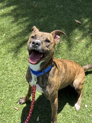 Bando, Dutch Shepherd / Mixed Breed, adult, available for adoption