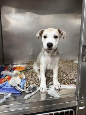 A small white puppy with floppy ears sitting in a metal cage on a leopard print blanket.