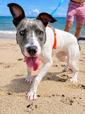 Ellie (was Panache), American Bulldog / Mixed Breed, young, available for adoption