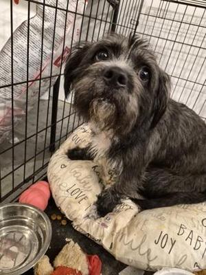 Daisy, Shih Tzu / Mixed Breed, adult, available for adoption