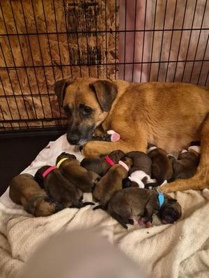 PennieFlowers, Mixed Breed, adult, available for adoption