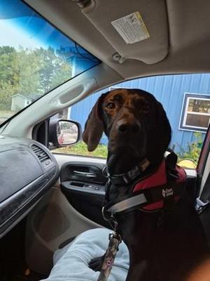 Ketchup, Pointer, adult, available for adoption