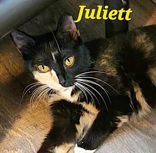 Juliett, adult, available for adoption