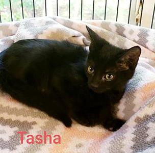 Tasha, senior, available for adoption