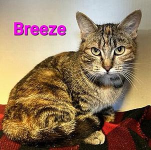Breeze, adult, available for adoption