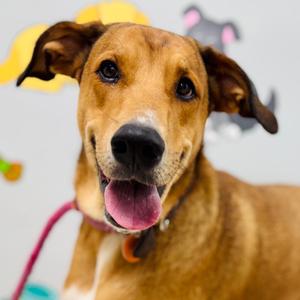 A brown dog with floppy ears and a pink tongue sticking out, wearing a pink collar.