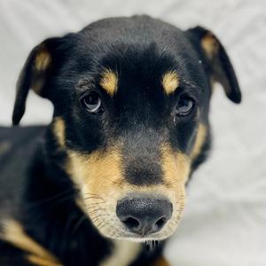 Lil, Shepherd, Australian, adult, available for adoption