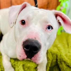 Bhoot, Terrier, American Pit Bull, adult, available for adoption