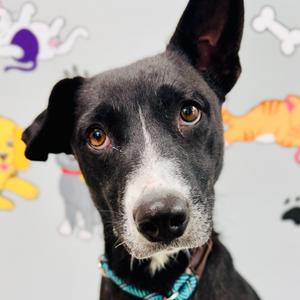 A black dog with a white muzzle and brown eyes, wearing a blue collar, looking directly at the camera. The background is light gray with cartoon illustrations of various animals, including a cat, a dog, and a fish.