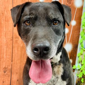Chance, Retriever, Labrador, senior, available for adoption