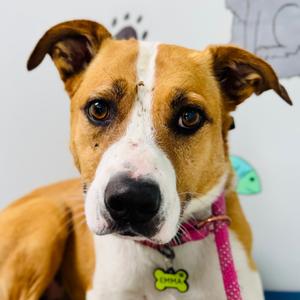 Emma, Terrier, senior, available for adoption