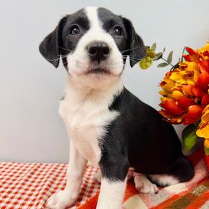 Brooks, Collie, Border, puppy, available for adoption