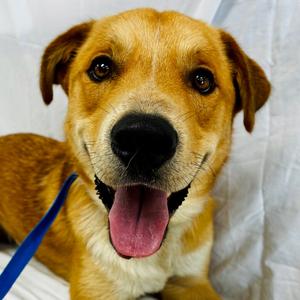Leo, Retriever, Golden, adult, available for adoption