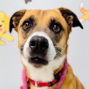 A close-up of a brown and white dog with a pink collar, looking directly at the camera.