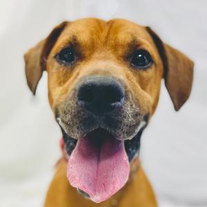Leo, Boxer, adult, available for adoption