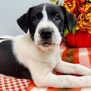 Ridge, Collie, Border, puppy, available for adoption