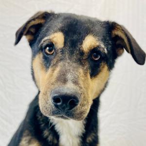 Phil, Shepherd, Australian, adult, available for adoption