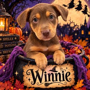 Winnie, Shepherd, Australian, puppy, available for adoption