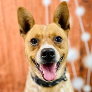 Askem, Cattle Dog, adult, available for adoption