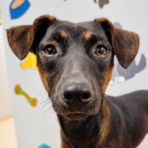 Willow, Terrier, adult, available for adoption