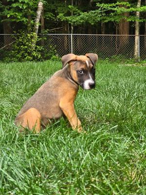 Mack, puppy, available for adoption