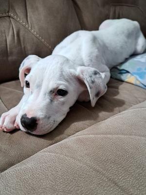 Oliver, puppy, available for adoption