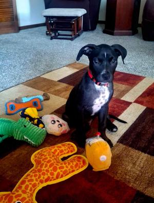 Ozzy, puppy, available for adoption