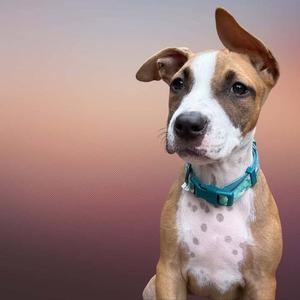 Ezzie, puppy, available for adoption