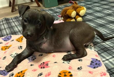 Treya, puppy, available for adoption